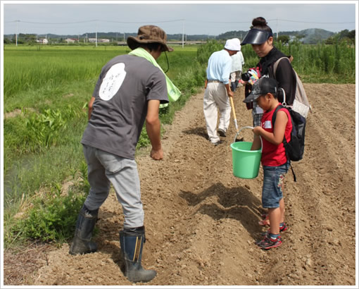 去年の種まきの模様