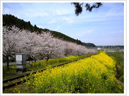 桜と菜の花のいすみ鉄道